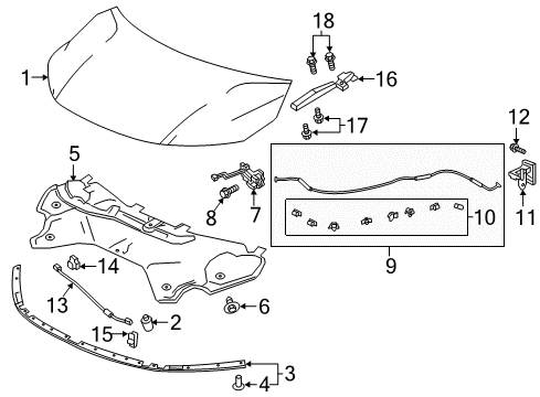 2024 Honda Odyssey Hood & Components Diagram